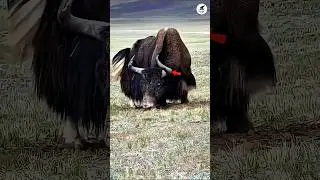 #banku