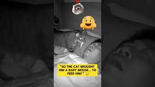 Cat Tries to Feed Owner&hellip; With a Mouse! 😹