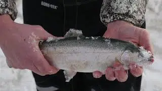 Trout and Burbot Fishing in Wyoming 2021