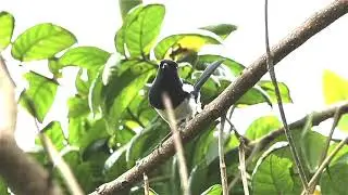 One of the Songs & Two of the Calls of Philippine Magpie-Robins