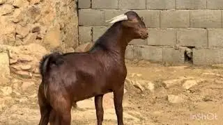 تيوس وأغنام دهم 