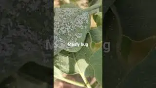 Mealy bug of brinjal #scientific name #Coccidohystrix insolita&nbsp;#UPSC #IAS#Agriculture optional