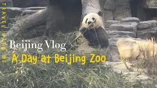 A Day at Beijing Zoo: Monkeys, Tigers, Bears, and Pandas! #chinatravel #beijing