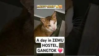 |ZEMU HOSTEL | GANGTOK | SIKKIM | SOLO TRAVEL | EXPLORE | NORTHEAST | BIKERIDE | INSTAGRAM| REELS