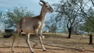 Young male European Mouflon Sheep in his new home