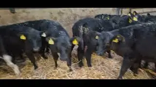 25 Quality Aberdeen Angus & Hereford bull calves for sale 