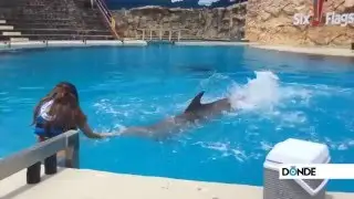 Nadar con delfines en la ciudad- D&oacute;nde Ir