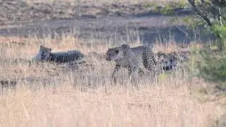 Three Cheetah brothers relaxing near Lower Sabie Camp in Kruger National Park, a special sighting