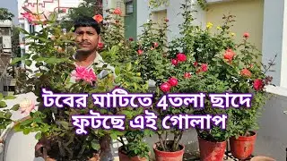 টবের মাটিতে 4তলা ছাদের উপর ফুটছে গোলাপ  / soil media high quality rose plant /