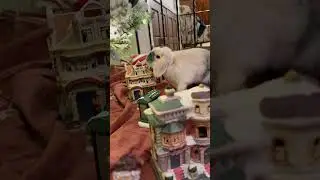 The carnage. Picasso ruins Christmas for the local villagers. #bunny #pet #holiday