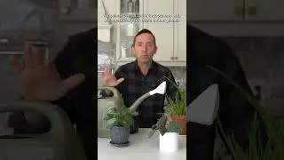 What temperature water should you water your plants with? 🌿🚿