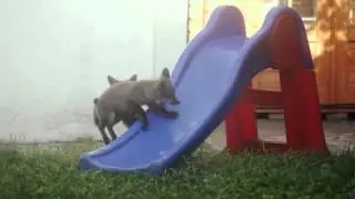 * * Cute fox cubs playing on slide! * *