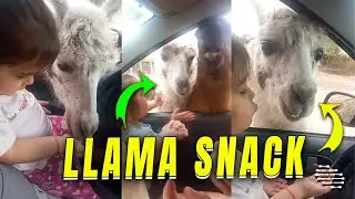 Precious Girl Hand Feeding a Friendly Llama in a Reserve