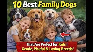 10 Best Family Dogs That Are Perfect for Kids | Gentle, Playful & Loving Breeds!