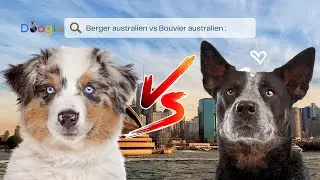 Berger australien vs Bouvier australien : Différences et similitudes entre les races