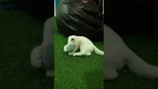 &ldquo;Kitten Playtime with Toys | Cute & Funny Moments 🐱✨&rdquo;