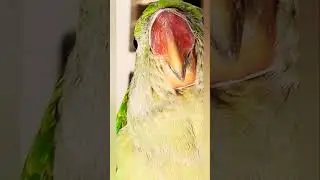 i am the devil #parrot #bird #greenparrot #parroteat #talkingparrot