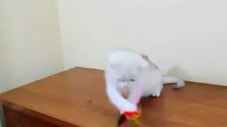Британский котенок Happy Bears Capone Silver Boy