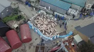 South Korea confirms first swine fever outbreak | AFP