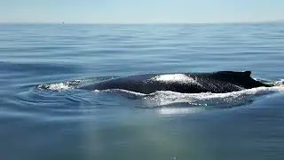 Vancouver Whale Watch Review - 4K version
