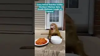 Crazy Animal Reaction Golden Monkey's Hilarious Spicy Noodle Meltdown Caught on Camera!
