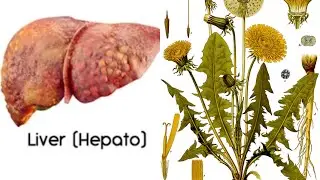 Detoxify liver and kidney  | Dandelion detoxify liver and kidney | Dandelion