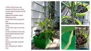 Unique Planters From Plastic Bowls  Simple DIY