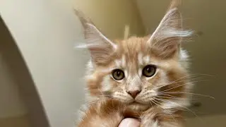Our bigger kittens are wide awake tonight Curious Colorful Chaos Cattery Maine Coons in TN. is live!