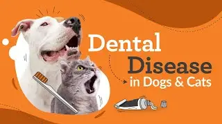 Dental Disease in Cats and Dogs - Vet Tips on Prevention and Treatment