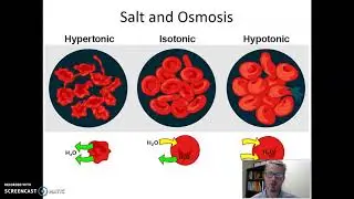 Bacterial Growth - Salt