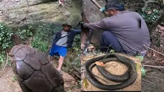 เข้าป่า,ได้งูจงอางตัวใหญ่