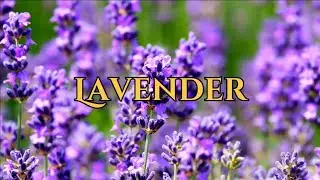 Herbs 2 | Lavender, Dill, & Common Sage | Magic, Folklore, and Witchcraft