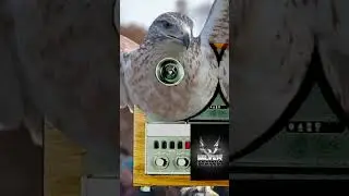 Classic 80s Dancehall &ndash; Silver Hawk Sound Session