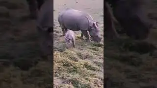 Rhino Family #shorts #rhino #animalplanet #animalsworld #animals #viral
