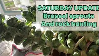 Saturday update&hellip;.Brussel sprouts, fall leaves and rock hunting