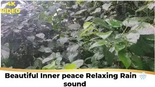 Beautiful 🌿🌱 Nature Rain sound Peaceful - Inner peace relaxing sleep meditation yoga for Deep calm 🌍
