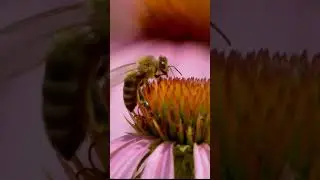 bees eating honey #shorts