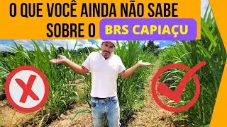 CAPIA&Ccedil;U, VALE A PENA OU N&Atilde;O? CAPINEIRA DE CAPIA&Ccedil;U, VEJA ESSE RESULTADO