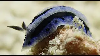 &ldquo;Phyllidiopsis annae&rdquo; a Dorid Nudibranch found in the Indo-West-Pacific Region