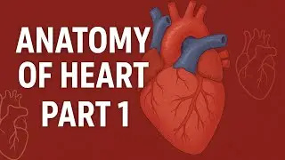 ANATOMY OF HEART PART 1 -BORDERS, SURFACE, PATHWAY OF BLOOD FLOW, CORONARY ARTERY, AND CARDIAC VEINS