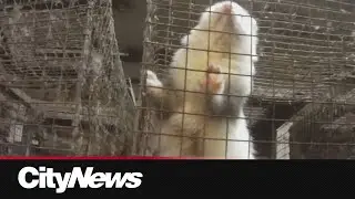 Animal advocates concerned over conditions at Manitoba ferret breeding mill