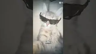 Cat holding camera #funny #cat