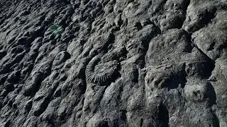 La dalle à ammonites - UNESCO Géoparc de Haute-Provence