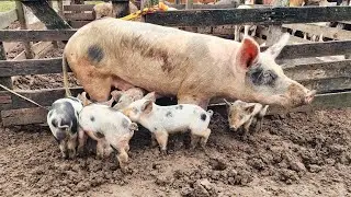 PORCA PARIDA EM CARUARU-PE,ALÉM DE CAPRINOS E OVINOS 05-08-2025 #nordeste