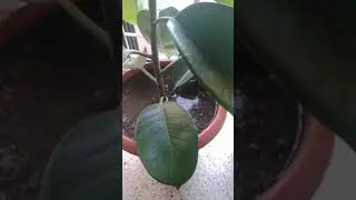 Rubber plant watering system..