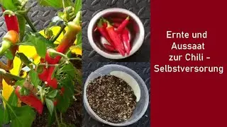 Chiliernte und Aussaat f&uuml;r das n&auml;chste Jahr