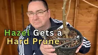 Pre-Bonsai Hazel Tree Hard Pruning In March 2025 | Corylus avellana | Shaping