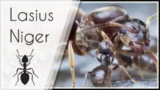 Unboxing Nid + Pr&eacute;sentation fourmis Lasius Niger !