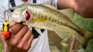 Heddon Tiny Crazy Crawler