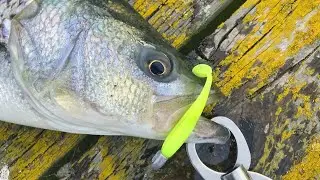 THE ONLY SWIMBAIT you NEED to SLAY Striper in NORCAL! (New Product Announcement).